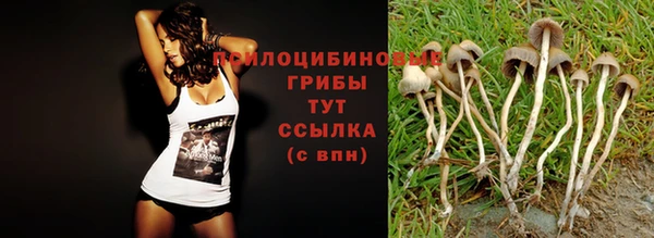 индика Абаза